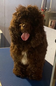 COCO AT LAUREN.jpg